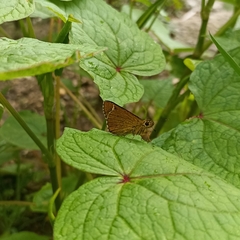Sovia separata