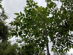 Cananga