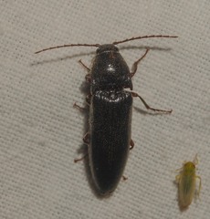 Melanotus punctolineatus