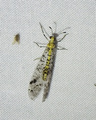 Riekoleon convergens