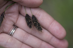 Carex podocarpa