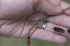 Carex podocarpa