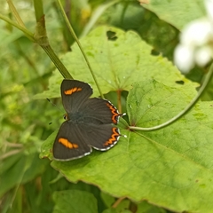 Heliophorus moorei