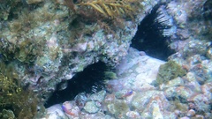 Centrostephanus coronatus