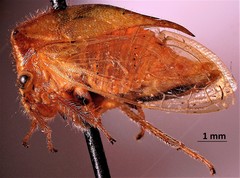 Stictocephala basalis
