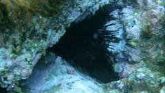 Centrostephanus coronatus