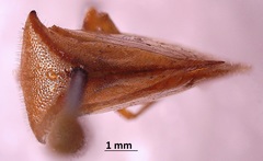 Stictocephala basalis