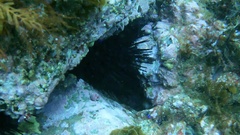 Centrostephanus coronatus