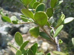 Cyclophyllum tieaense