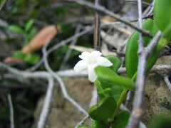 Cyclophyllum tieaense