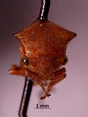 Stictocephala basalis