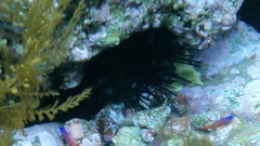 Centrostephanus coronatus