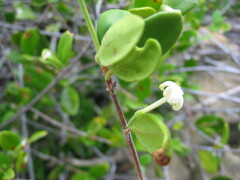 Cyclophyllum tieaense