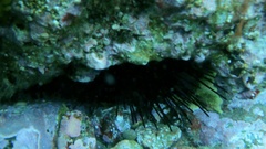 Centrostephanus coronatus