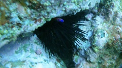 Centrostephanus coronatus