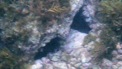 Centrostephanus coronatus