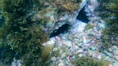 Centrostephanus coronatus