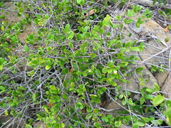 Cyclophyllum tieaense