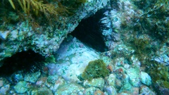 Centrostephanus coronatus