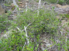 Cyclophyllum tieaense
