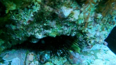 Centrostephanus coronatus