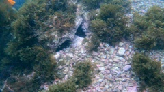 Centrostephanus coronatus