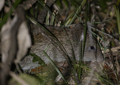 Potorous tridactylus