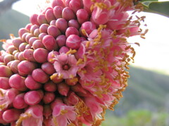 Pycnandra kaalaensis