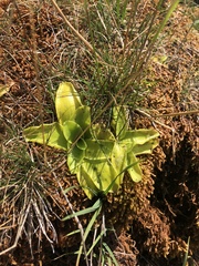Pinguicula grandiflora