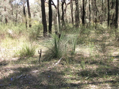 Xanthorrhoea acaulis