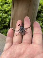 Dicronocephalus adamsi