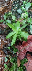 Pinguicula primuliflora
