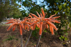 Aloe lomatophylloides
