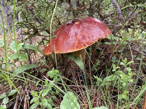 Ruby Porcini