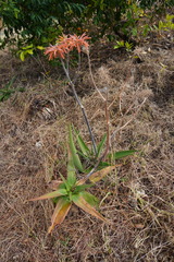 Aloe lomatophylloides