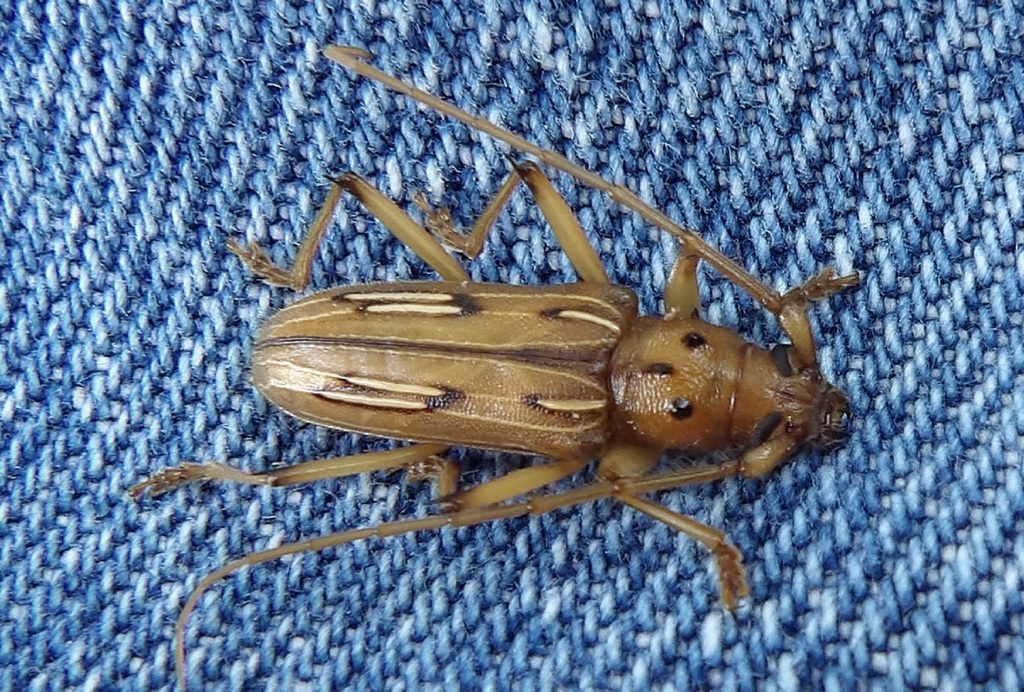 Eburodacrys nemorivaga