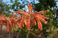 Aloe lomatophylloides