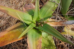 Aloe lomatophylloides
