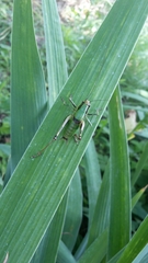 Eupholidoptera chabrieri