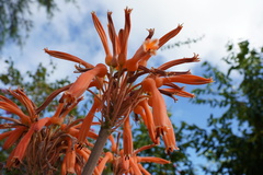 Aloe lomatophylloides