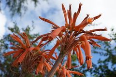 Aloe lomatophylloides