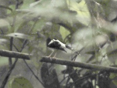 Enicurus ruficapillus