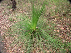 Xanthorrhoea media