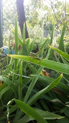 Eupholidoptera chabrieri