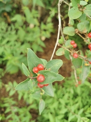 Lonicera