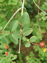 Lonicera