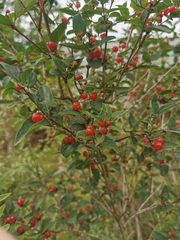 Lonicera
