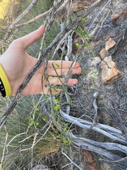 Dioscorea hastifolia