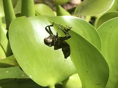 Libellula croceipennis