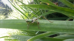 Eupholidoptera chabrieri